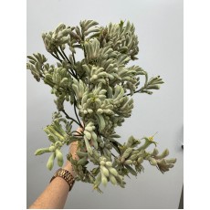 Anigozanthos - Kangaroo Paw Grey