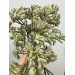 Anigozanthos - Kangaroo Paw Grey