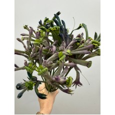 Anigozanthos - Kangaroo Paw Lilac