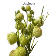 Gomphocarpus Physocarpus, Asclepia (Hairy Balls)