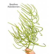 Bamboo Palm Berries