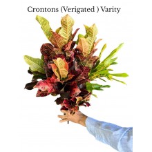 Croton Variegated Short