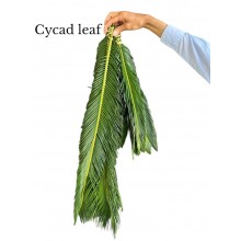 Cycad leaf 