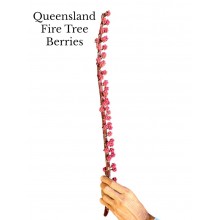 Queensland Fire Tree Berries