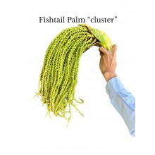 Fishtail Palm Berries (clusters)