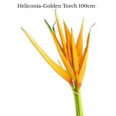 Heliconia Golden Torch