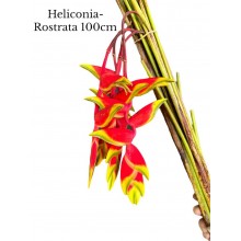 Heliconia Rostrata 