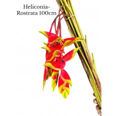 Heliconia Rostrata 