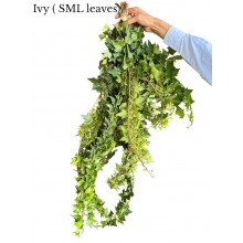 Ivy (SML leaves)