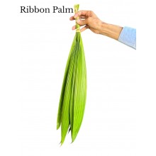 Ribbon Palm Small