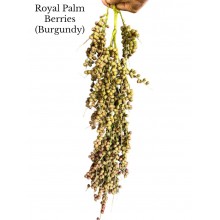 Royal Palm Berries Burgundy