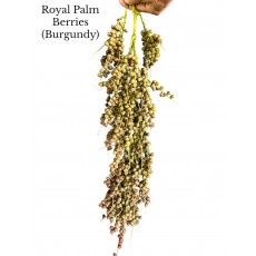 Royal Palm Berries Burgundy