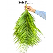Soft Palm Small