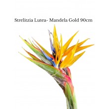 Strelitzia Lutea Mandela Gold
