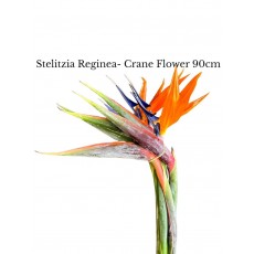 Strelitzia Reginea (Crane Flower) 