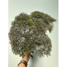 Trachelium - Lilac