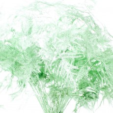 Asparagus - Painted Mint 