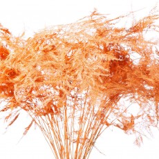 Asparagus - Painted Orange 