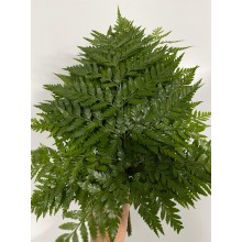 Leather Fern 