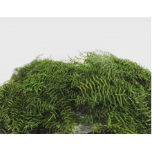 Pearl Fern 