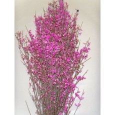Ginestra Hot Pink
