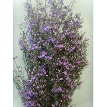 Ginestra Lavender 