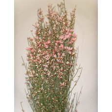 Ginestra Pink