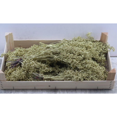 Schinus Moll- Gold 
