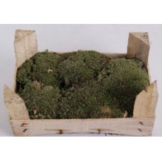 Moss Bunn