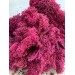 Moss Fuchsia