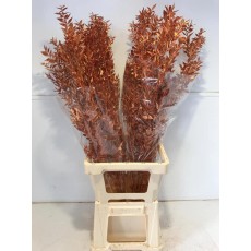 Preserved Ruscus Aculeat - Bronze Metal 