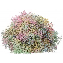 Gypsophyla - Rainbox 