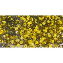 Gypsophyla - Yellow