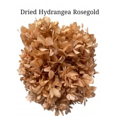 Hydrangea Dried -  Rosegold