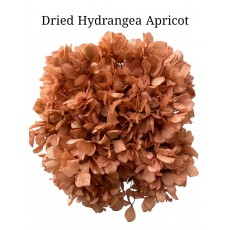 Hydrangea Dried - Apricot 