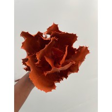Hakea Victoria Autumn (Small)