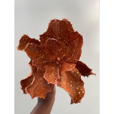 Hakea Victoria Orange (Medium)
