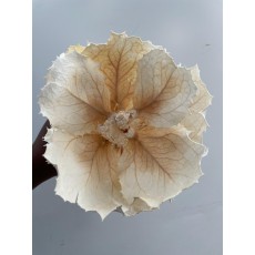 Hakea Victoria Bleached (Medium)