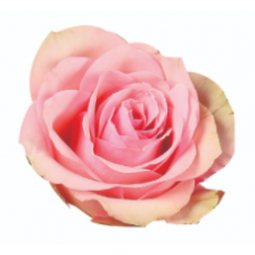 Bella Rose Small Head 