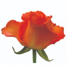 Kings Day Rose Small Heads 