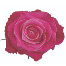 Movie Star Small Heads 