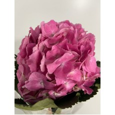 Hydrangea -  Cerise Pink