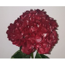 Hydrangea S-Collection Hot Chocolate 