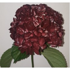 Hydrangea S-Collection Brownie
