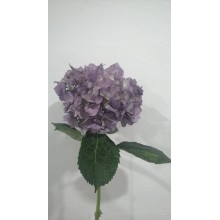 Hydrangea S-Collection Premium -  Lavender 