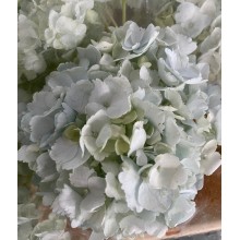 Hydrangea S-Collection Mint Green 