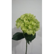 Hydrangea - Pineapple Green 