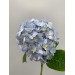 Hydrangea S-Collection Select Blue 