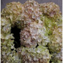 Hydrangea S-Collection Premium -  Speckled Egg