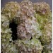 Hydrangea S-Collection Select -  Speckled Egg